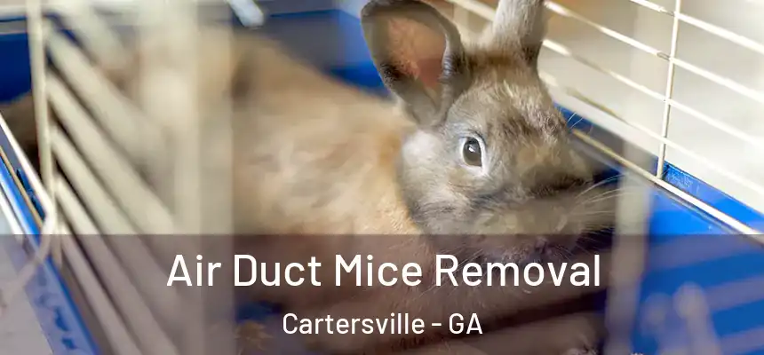  Air Duct Mice Removal Cartersville - GA